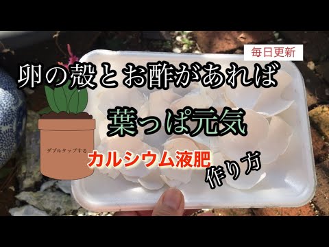 蘭の卵の殻: 最適な開花のためにこの天然肥料について知っておくべきことすべて  庭園