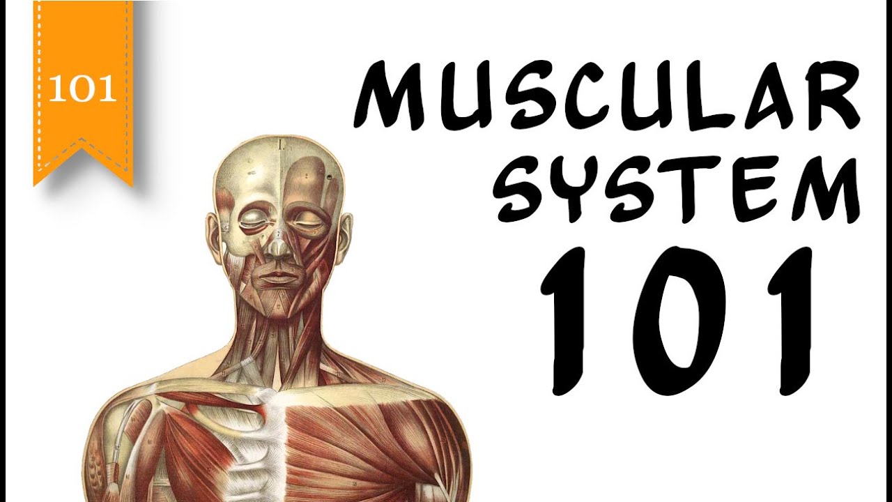 Muscular System 101 - The Human Muscular System and Types of Muscles - FreeSchool 101