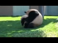 Панда и ее непослушный ребенок 