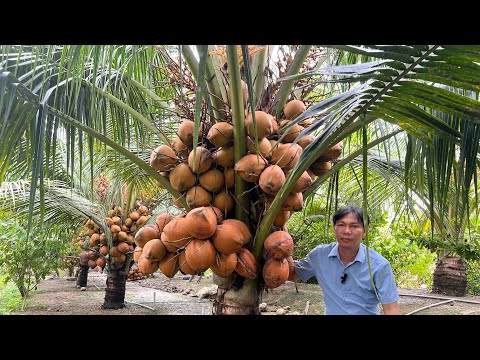 Dừa xiêm đỏ Mã Lai 3 năm tuổi trồng trên đất cồn Ngũ Hiệp huyện Cai Lậy, tỉnh Tiền Giang liên hệ Cơ sở Minh Hậu 0987639100