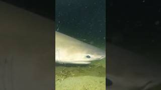 Download lagu Is This The Lost Megalodon?! #shark mp3