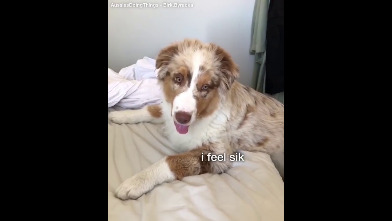 Australian Shepherd Dogs: Compilation #6