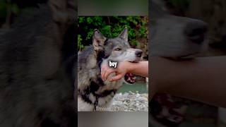 Boy puts hand in wolf's mouth