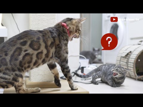 A Small Rescue Kitten Meets 3 Resident Cats in a Tiny Apartment