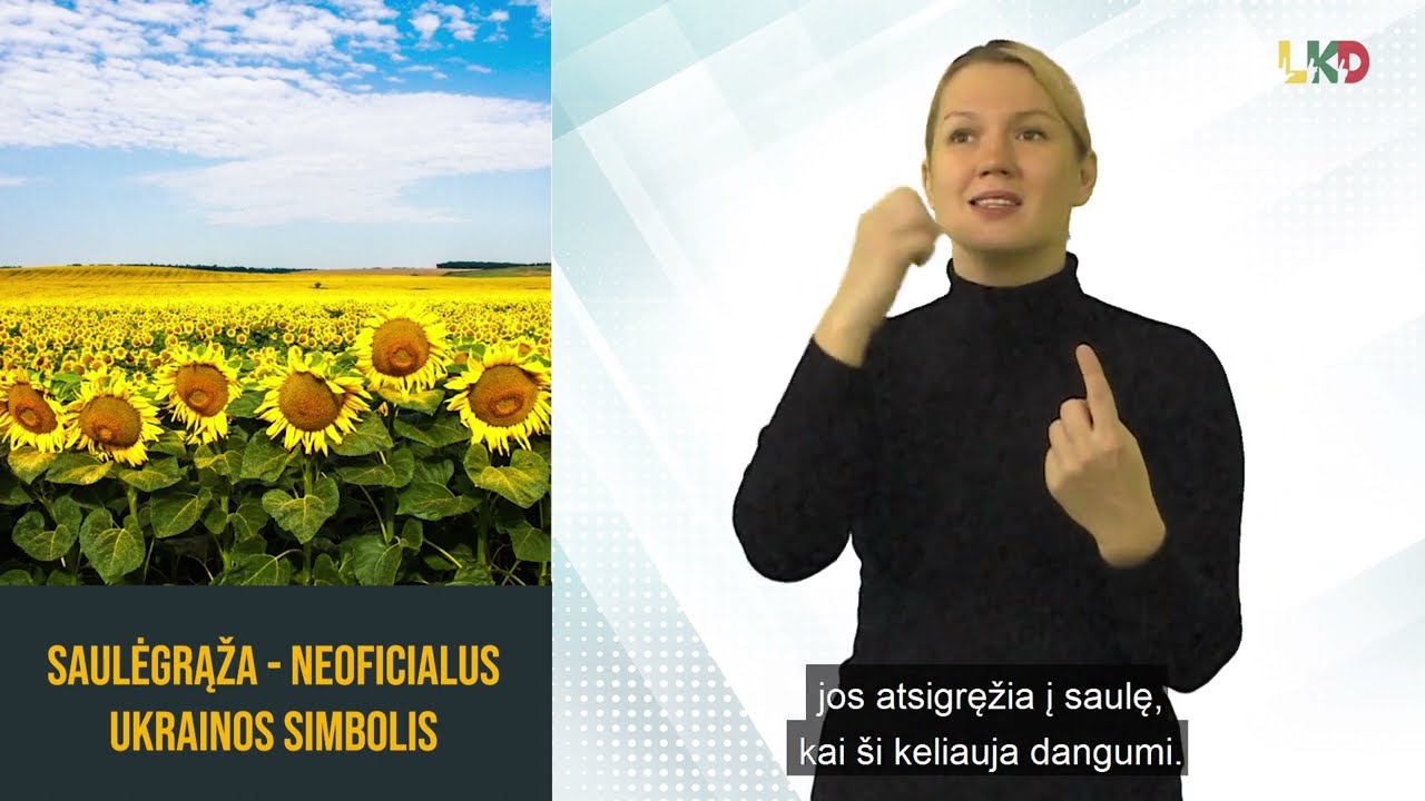 Saulėgrąža – neoficialus Ukrainos simbolis