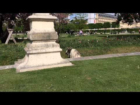 Let's put a goat in the middle of Paris. (Jardins des Tuileries)