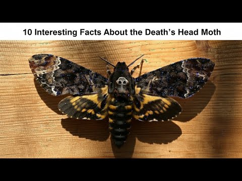 10 Interesting Facts About the Death’s Head Moth💀🦋