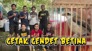 Download lagu Cetak Gacoan Cendet Betina - Ngobrol Bareng Cendetrs Dari Bojonegoro dan Sapudi mp3