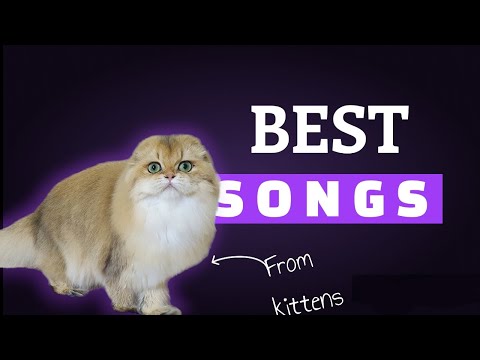 Best songs from kittens 🎧 Alessia Labate, Cour, Faruk Orman, Robbe, Twin, Ben Plum, Yohan Gerber