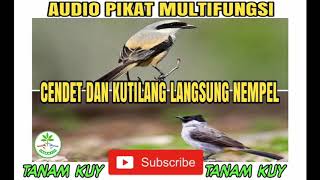 Download lagu KUTILANG DAN CENDET AUTO NEMPEL. Audio Pikat Cendet dan Kutilang Paling Ampuh. mp3