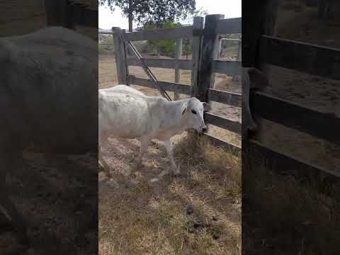 Bezerro Empanzinado e Estufado