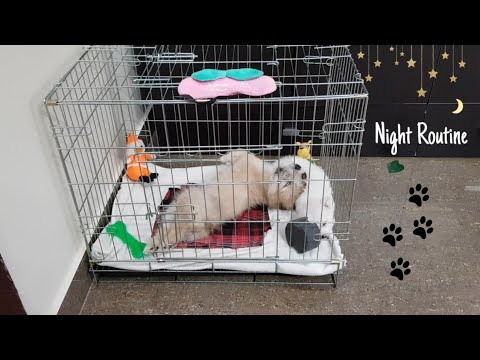 My Small Dog's Night Routine 🌜| Amrutha Suresh || Las apso &Pomeranian