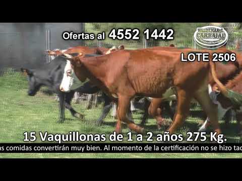 Lote 15 Vaquillonas 1 a 2 años 8 HE c/  RA ,  5 HE,  1 AA c/  HO. 275kg -  en Escudero - a 13 km de R 11 km 29.500