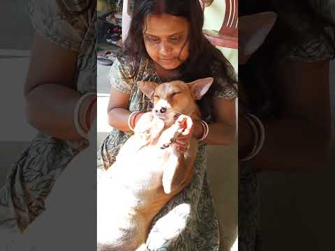 Abhi Ke Abhi Bahar Nikal🐕#shorts