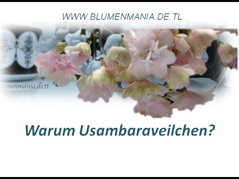 African-Violet Power Point Präsentation Usambaraveilchen Saintpaulia