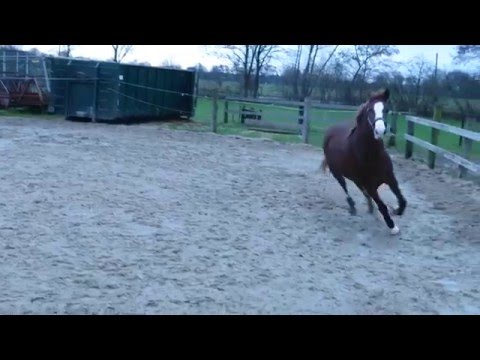 3j. Dt. Reitpony Hengst Dreidimensional x Donatelli