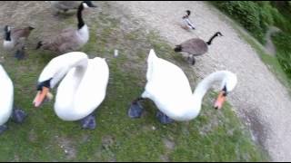 Hand feeding swans & Canada goose.