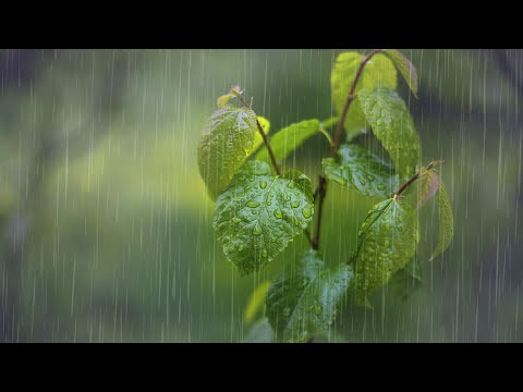 Pioggia Rilassante nella Foresta Nebbiosa per Dormire in 5 Minuti - Suono di forti Pioggia
