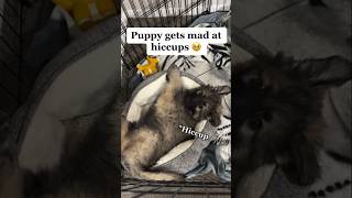 Puppy gets angry at his own hiccups! #germanshepherd #puppy #cute #funny #gsdpuppy #shorts