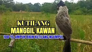 Download lagu Suara Burung Kutilang Gacor Asli 100% Ampuh Untuk Memanggil Burung Kutilang Liar Auto Mendekat mp3 Download lagu Suara Burung Kutilang Gacor Asli 100% Ampuh Untuk Memanggil Burung Kutilang Liar Auto Mendekat mp3