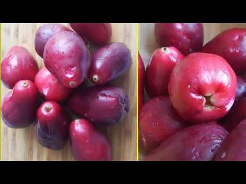 download lagu mp3 mp4 Manzana De Agua En Republica Dominicana, download lagu Manzana De Agua En Republica Dominicana gratis, unduh video klip Manzana De Agua En Republica Dominicana