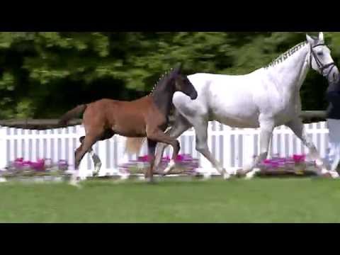 Kollektionsnr. 17, Hengstfohlen von Dr. Watson - Dartagnan - Wedding, * 04.04.2014