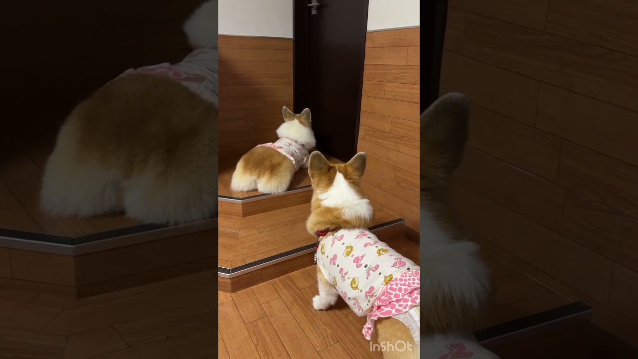 2025.10.18　芹ママが戻ってくるのを待ってるコーギー陽菜芹姉妹（Hina&Seri）