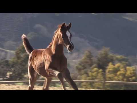 Monther Al Nasser filly