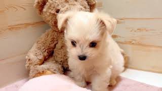 ハーフ犬の動画01