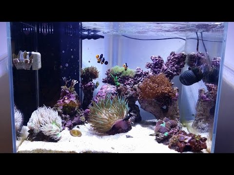 Reef Tank Update # 6 New Ai Prime LED