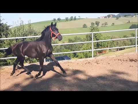 Santana, *2017, Fürst William x Franziskus SOLD