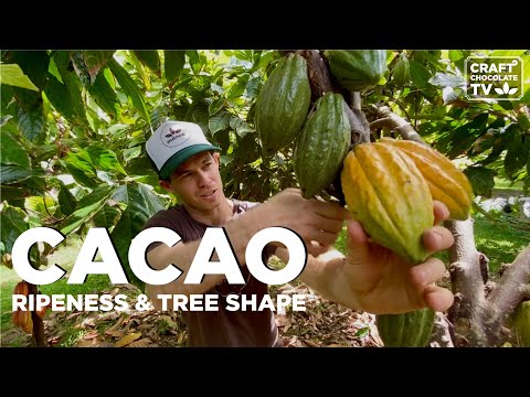 Análise da árvore de cacau: maturidade e arquitetura da árvore | Ep.65 | Craft Chocolate TV