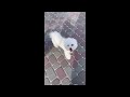 Bichon Frise puppy for sale