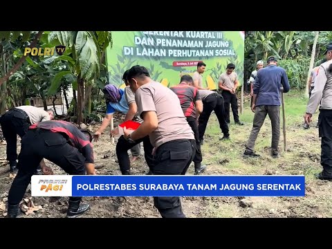 POLRESTABES SURABAYA LAKUKAN PENANAMAN JAGUNG SERENTAK