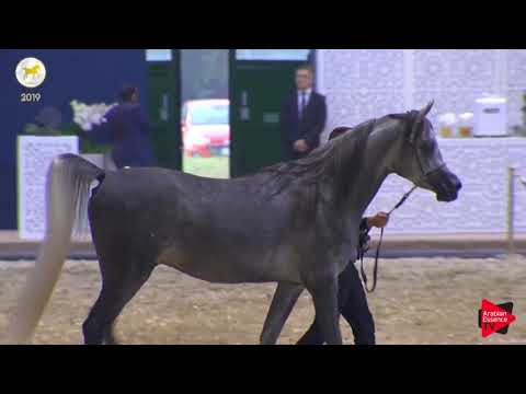 N.47 MH MAARIUS L - SEWC 2019 - 3 Years Old Colts (Class 6)