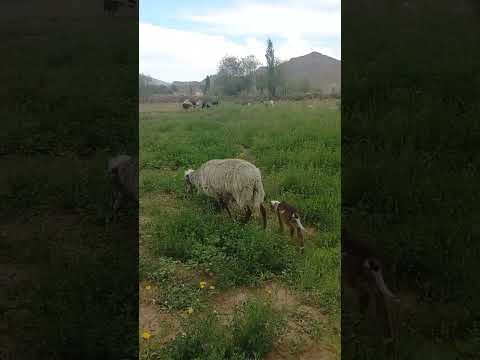 Los Morteritos, Las Cuevas, distrito de Villa Vil, dto de Belén-Catamarca Argentina