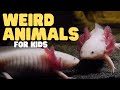 Weird Animals For Kids Learn About These Three Odd Creatures