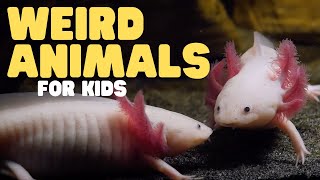 Weird Animals for Kids | Learn about these three odd creatures!