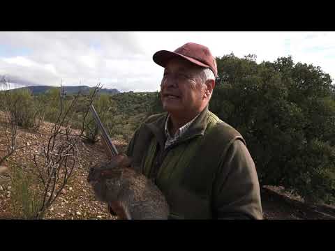 Podenco Andaluz Los Verdiales en la caza menor