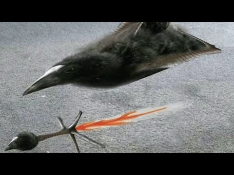 MHFZ - Z4 Torid Speedrun Longsword 4'32 // Solo