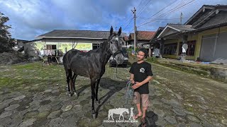 Download lagu LAHIR DARI INDUK LOKAL KP DENGAN PEJASNTAN KHABIB METRO STABLE NORMAGEDON TUMBUH DEWASA TINGGI 150 mp3