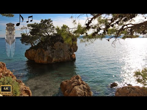 Zikaden sound - Entspannung - Relaxing -Nature Sounds - Naturgeräusche - Kroatien - Croatia - Brela
