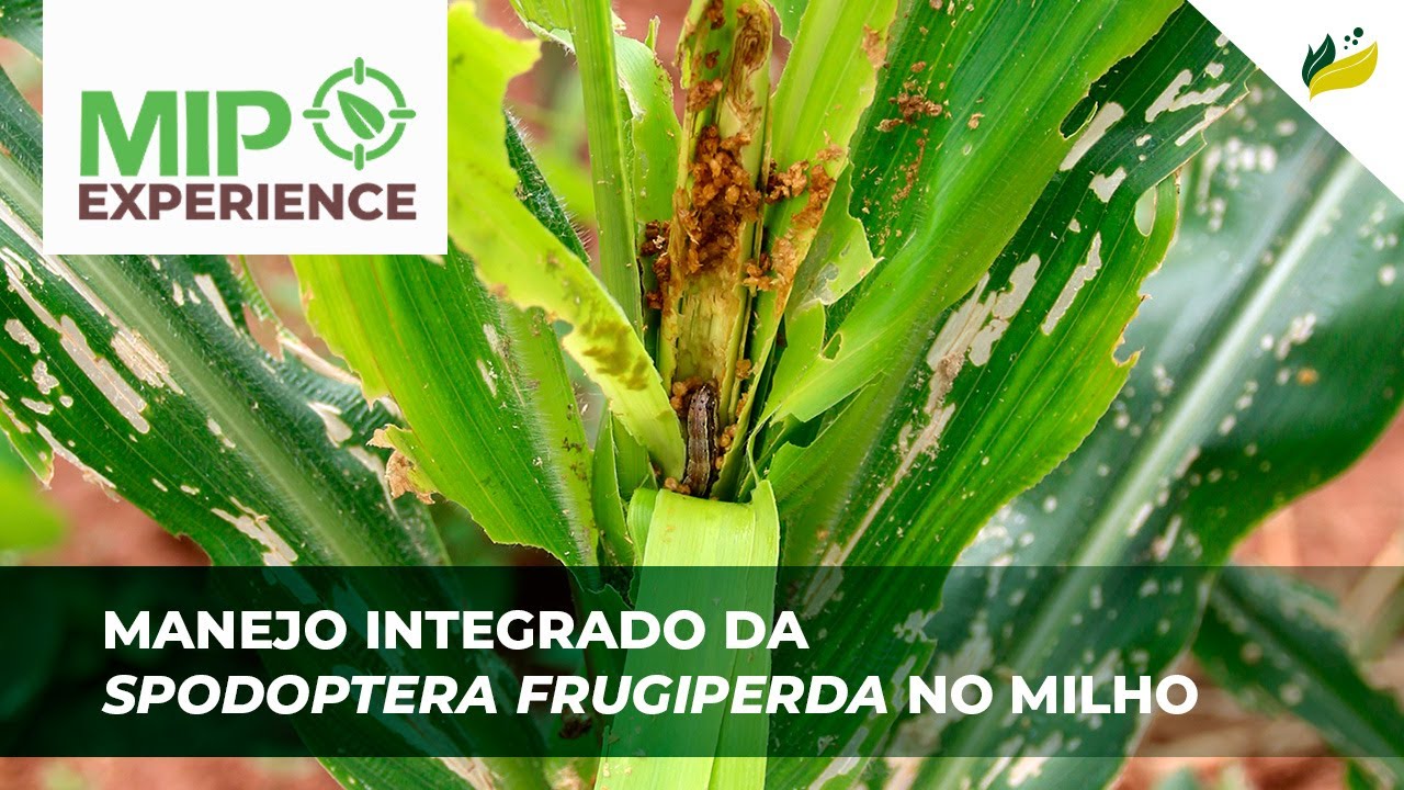 Manejo Integrado da Spodoptera frugiperda no milho
