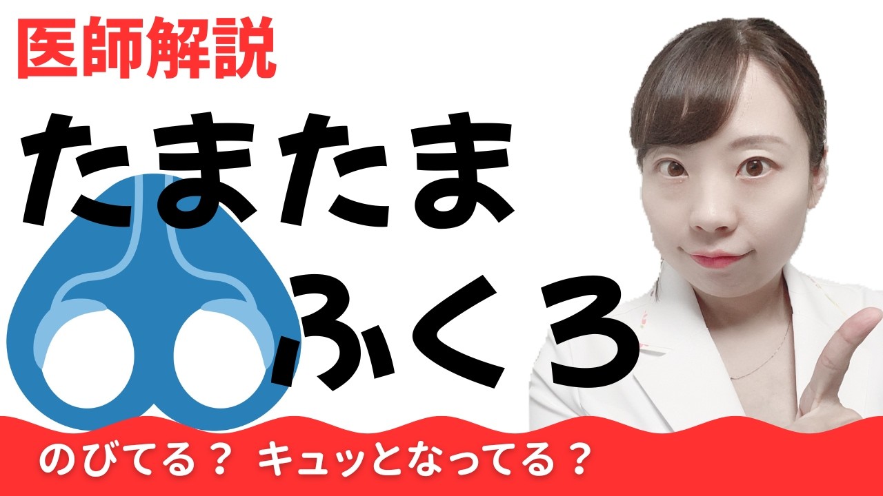 【女医解説】精巣と陰嚢のしくみ_どうして伸び縮み？_暑い、座りすぎは危険！【たまたまを涼しく】