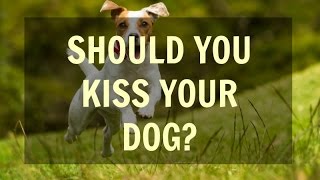 What Happens If My Dog Licks My Face?