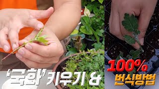 진짜! 국화 키우기 & 번식시키기 