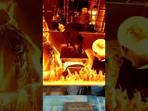 super dog dance 🐕😂🐕‍🦺#funny #shortsviral