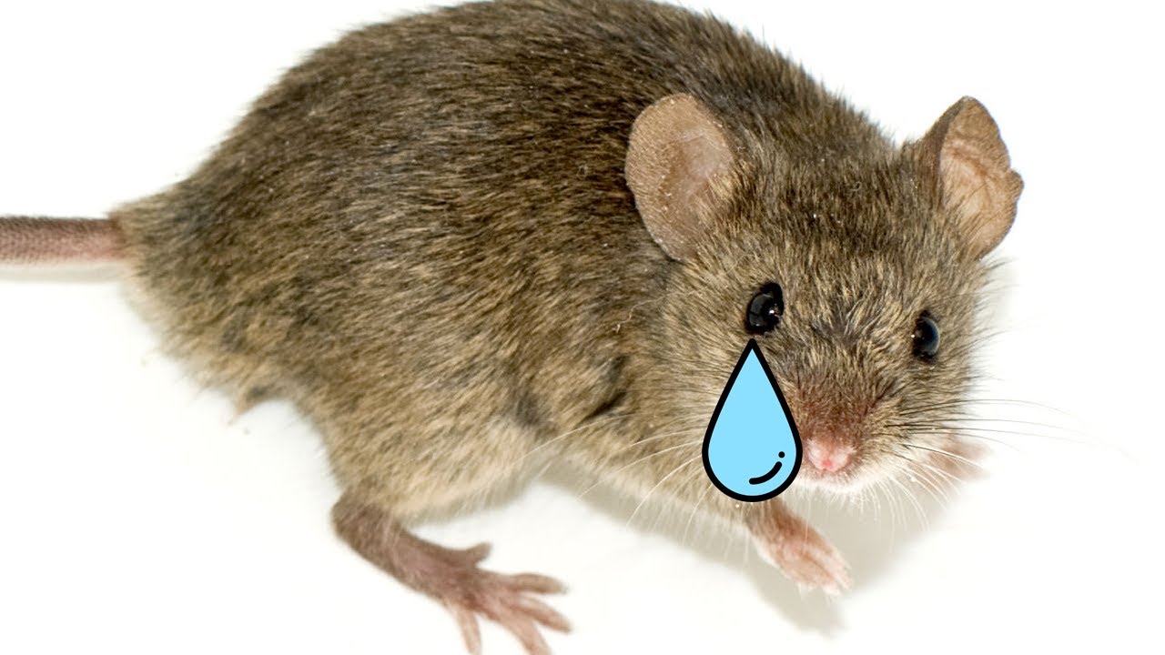 This drove mice insane & humans do it every day