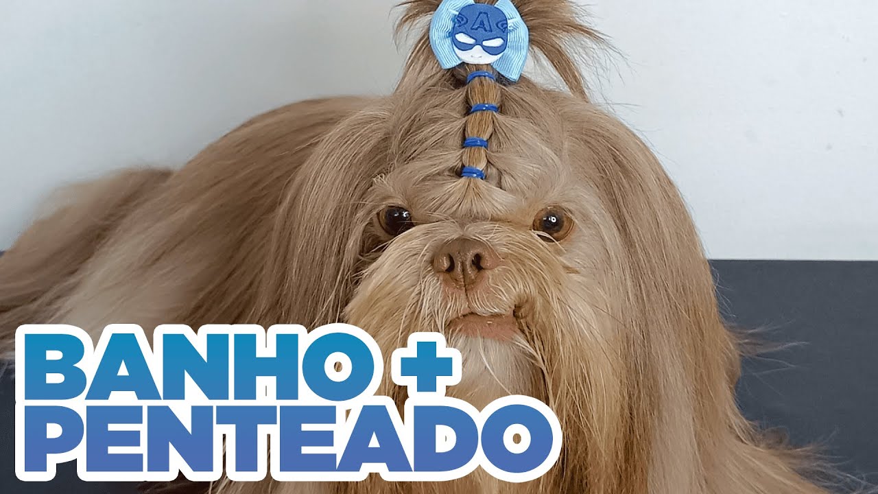 AULA PRÁTICA BANHO EM SHIH TZU COM PELAGEM LONGA + PENTEADO SIMPLES FINALIZAÇÃO