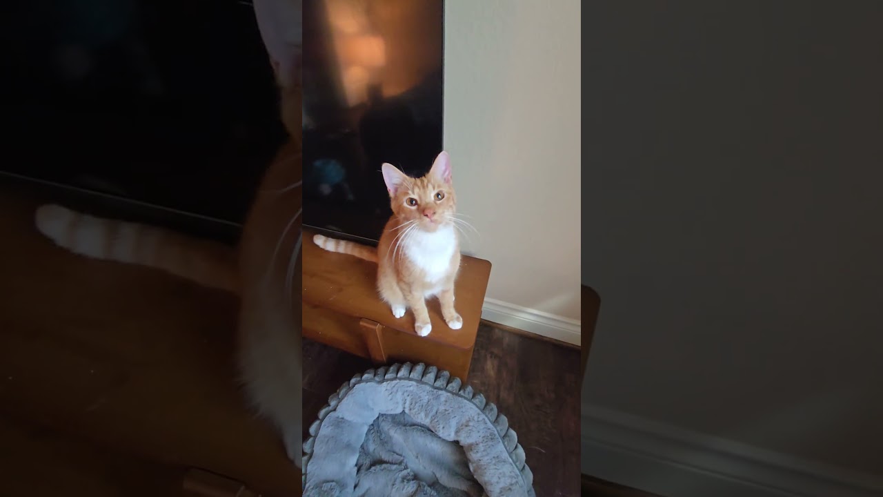 Enlarge Kintaro, an adopted Domestic Short Hair in Brattleboro, VT video 5/5